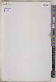 Image result for Huperzia gnidioides