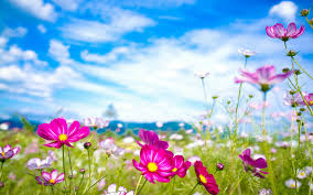 ✓ free for commercial use ✓ high quality images. Most Beautiful Flowers Wallpaper For Desktop Src Most Beautiful Flowers Wallpapers For Desktop 1920x1200 Wallpaper Teahub Io