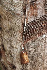 But apart from its highly sought after status for industrial uses, it is also known for its critical contribution to the medical world. Rubber Tappers From Brazil Peru And Bolivia Share Experiences On Rainforest Rubber Wwf Brasil