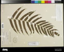 Image result for Pneumatopteris unita