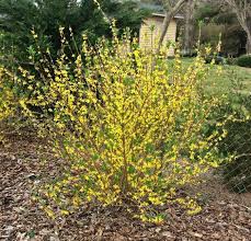 How To Plant Forsythia In Spring Near A Fence Line Plants Forsythia Bush Trees To Plant