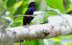Tips membedakan decu kembang jantan dan betina, decu kembang jantan memiliki warna bulu itam pekat warna perut putih. Inilah Murai Batu Hitam Burung Endemik Yang Langka Hobi Burung