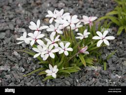 Image result for Hypoxidaceae