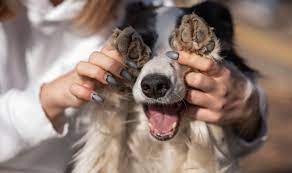 Living With A Blind Dog: How To Be A Guiding Paw For Your Buddy