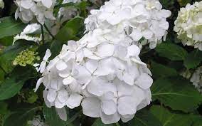 Sister Theresa Hydrangea Hydrangea Macrophylla Sister Theresa 1 Gallon Shrubs Flowering Hydrangea Macrophylla Plants Garden Plants