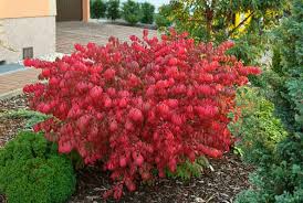 Burning bushes (euonymus alatus) are deciduous shrubs desirable for their brilliant fall color. Euonymus Alatus Compactus Burning Bush