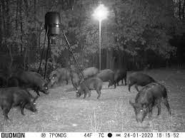 Free ranging east texas hog hunting. Texas Wild Hog Hunting Outfitter 85 Miles East Of Dallas