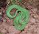Green Garden Snake Bite