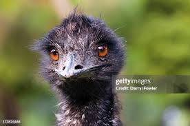 Australian Emu High-Res Stock Photo