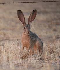 Image result for Leptaulus