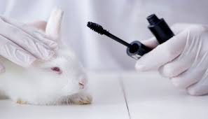The Truth About Animal Testing Blog