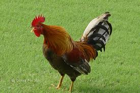 We currently have over 3,000 coloring. Kauai Chickens