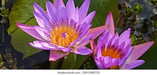Image result for purple tranquility