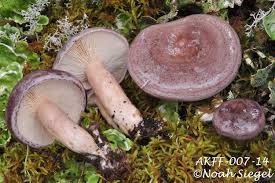 Image result for Lactarius mutabilis