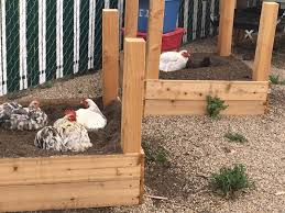 How to keep chickens out of the garden. 5 Tips For Gardening With Free Range Chickens Community Chickens
