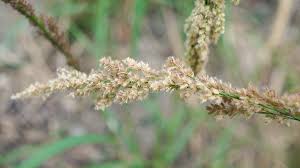 Image result for Eragrostis moggii