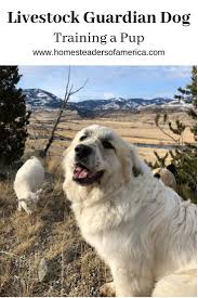 Livestock Guardian Dog Training A Pup Homesteaders Of America Livestock Guardian Livestock Guardian Dog Farm Dogs