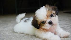 The shih tzu is a sturdy, lively, alert toy dog with long flowing double coat lahasa apso & shitzu puppies for sale · 5 gün önce · dogy shogy · lahasashitzupuppies · lahasa apso & shitzu puppies for sale shih tzu dog puppy price in india. Shih Tzu Colors Shih Tzu Buzz