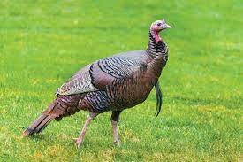 For the bird, see turkey (bird). Outdoors Columnist Dan Geddings The Wild Turkey The Sumter Item