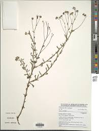 Image result for Monosis conferta