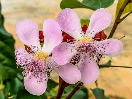 Image result for Bixa orellana