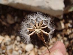 Image result for Crepis newii