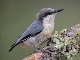 Image result for Pavetta pygmaea