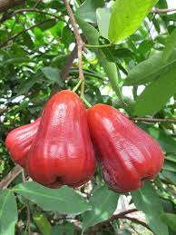Check spelling or type a new query. Thai Wax Jambu Wax Apple Fruit Tree Thub Thim Chan Ebay Apple Fruit Fruit Trees Vegetable Garden Design