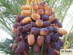 النخيل المثمر Phoenix dactylifera | مشاتل القادري الزراعية