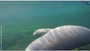 The age of sexual maturity for females and males is about five years. Un Baby Manati Es Esperanza En Una Especie Amenazada Fama Descubriendo Historias