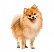 The small german spitz loves to bark, particularly when left alone for too long. Pomeranian Breed Description Character Co Dogbible