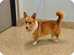 Top of page add new shelter or rescue group. Miami Fl Pembroke Welsh Corgi Meet Jet A Dog For Adoption Http Www Adoptapet Com Pet 16953515 Miami Florida Pembroke Kitten Adoption Pets Dog Adoption