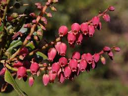 Image result for Agarista