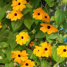 Image result for Thunbergia annua