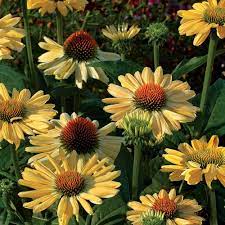 Pin On Flowers
