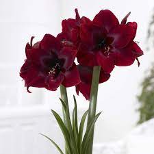 Pin On The Beauty Of Flowers
