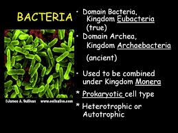 Bacteria Ppt Download