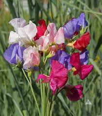 Image result for Lathyrus