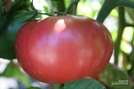 Do tomatoes grow from flowers. Tomato Growing Secrets For Big Yields And Healthy Plants