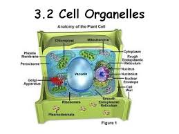 We did not find results for: Cell Types And Organelles The Cell Is Like