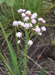 Image result for Selago dinteri