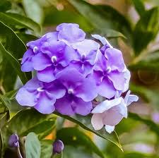 Image result for Brunfelsia pauciflora