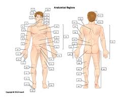 One way is to group them by their location on the anterior, lateral, and posterior regions of the body, but they. Anatomy Quiz Worksheets Teaching Resources Teachers Pay Teachers