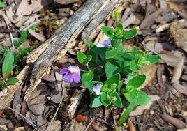 Image result for Linderniella