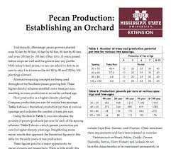 Pecan Production Establishing An Orchard Mississippi