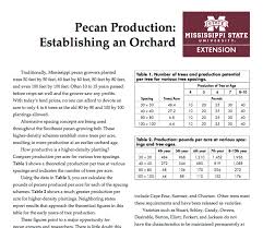 pecan production establishing an orchard mississippi