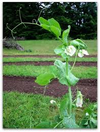 Where possible select a sunny site to sow your sugar snap seeds. Sugar Snap Pea Pisum Sativum 70 Days Extended Harvest Of Thick Crunchy 3 Pods Filled With Flavorful Peas Vin Sugar Snap Peas Snap Peas Planting Flowers