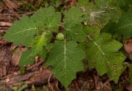 Image result for Solanum aculeatissimum