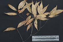 Image result for Malouetia