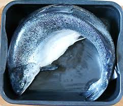 Ganzer Lachs Aus Dem Ofen In Schalottensahne Nach Einem Rezept Von Wolfram Siebeck Serviert Mit Meinem Lieblings Riesling Ein Wahrer Festschmaus Lachs Rezept Lachs Im Ofen Fisch Im Ofen